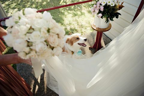 Hond bij huwelijksreceptie
