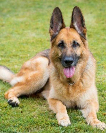 Duitse herder die op gras rust