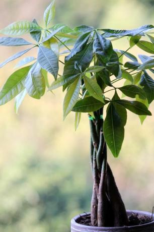 populaire kamerplanten geldboomplant