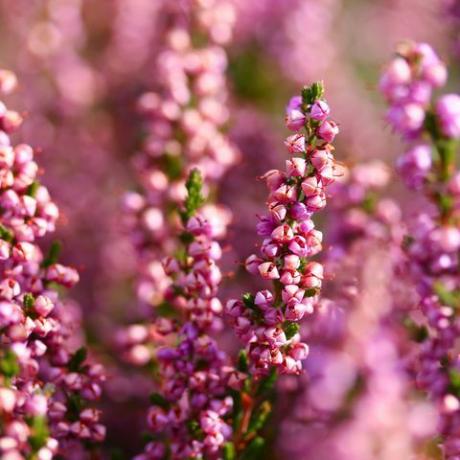 paarse, roze heide in ullapool, schotland, genomen op een zonnige herfstdag