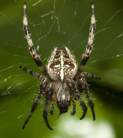 Britse spinnen – Europese kruisspin