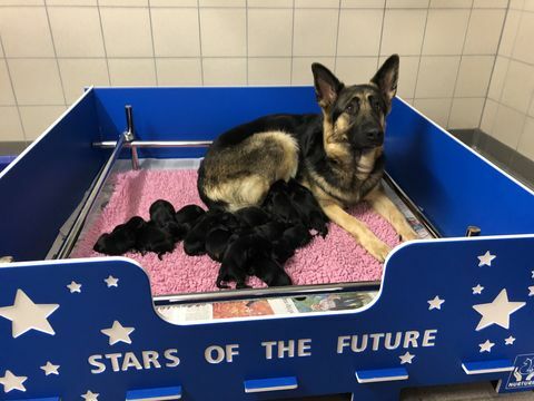 blindengeleidehonden registreren nest van 16 puppy's