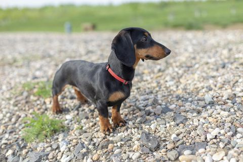 Tekkelpuppy op het strand.