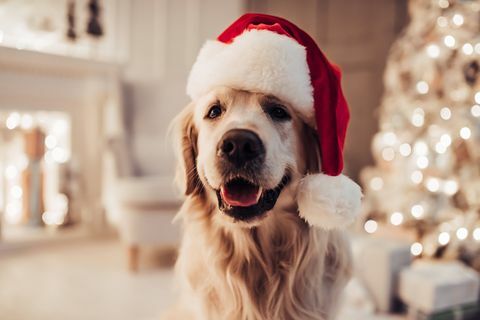 Vrolijke hond Labrador zit in Santa Claus-hoed.