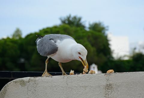 Zeemeeuw die brood, Albufeira, Portugal eet.