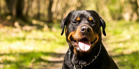 rottweiler hond