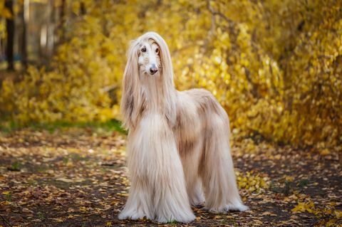 hond, prachtige Afghaanse windhond, portret van volledige lengte, tegen de achtergrond van het herfstbos, ruimte voor tekst