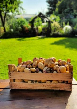 hoe aardappelen te kweken