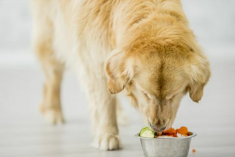 kunnen honden fruitgroenten eten