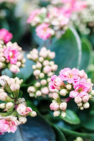 populaire kamerplanten roze kalanchoë bloem