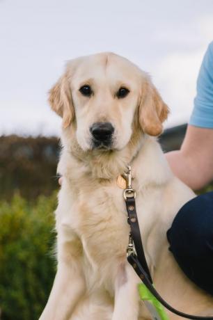 geleidehond puppytrainers nodig