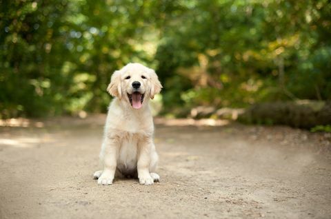 Labrador puppy