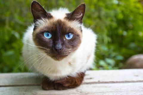 Bekijk Siamese Cat