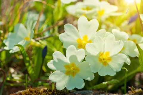 sleutelbloemen op maart in zonlicht