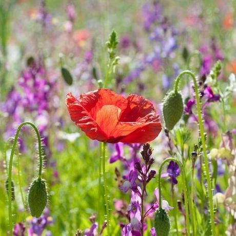 mooie bloemenfoto's