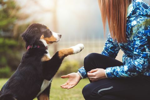 een mooie jonge vrouw aan het wandelen met haar hond het is speeltijd, als je braaf bent krijg je wat lekkers een hond is het enige op aarde dat meer van jou houdt dan van zichzelf