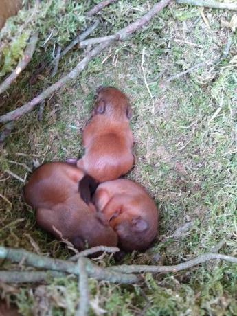 zeldzame rode eekhoornkittens vastgelegd op camera op Brownsea Island