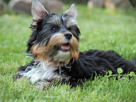 yorkshire terrier ontspannen op grasveld