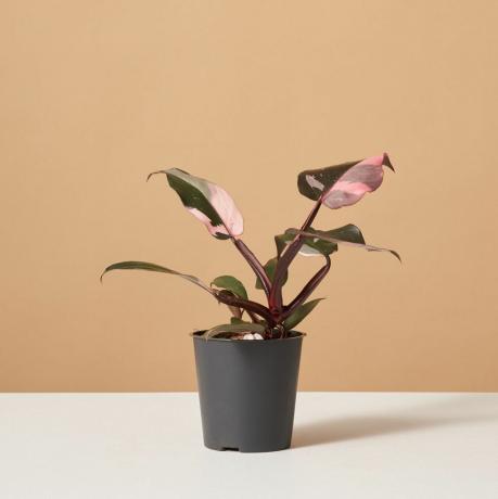 Philodendron Pink Princess, 4-inch pot