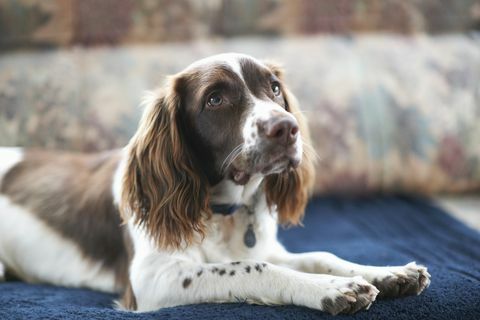 Springer Spaniel