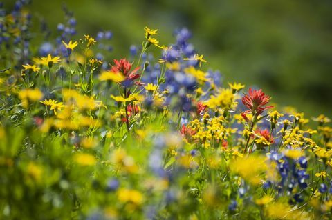 wilde bloemen