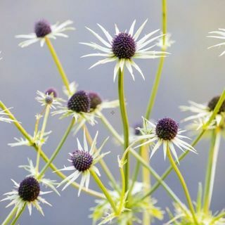 distel bloem