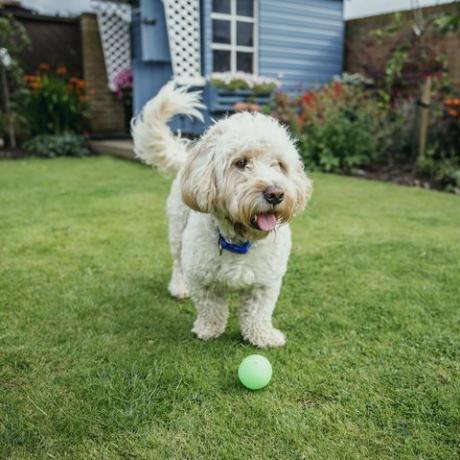 een cockapoo-hond speelt met een bal in de tuin