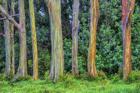 De bomen van de eucalyptusregenboog in Hawaï