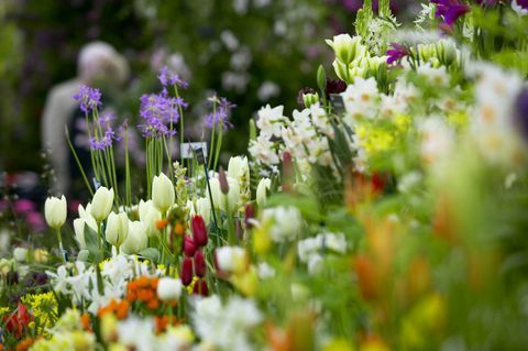 Chelsea Flower Show