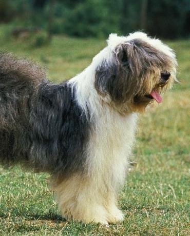 bobtailhond of oude engelse herdershond, volwassen staande op gras