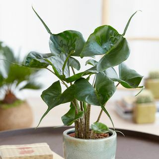 40cm 'Stingray' grote olifantenoorplant | Alocasia Macrorrhiza | 12cm Pot | Door plantentheorie