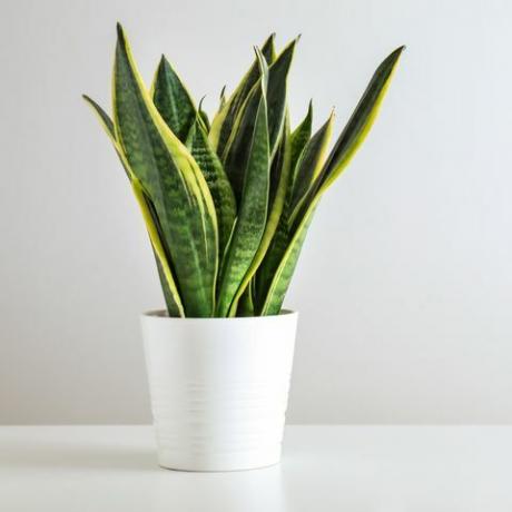 sansevieria plant in pot op witte tafel