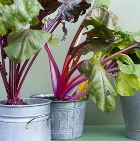 verbouw groenten en fruit in snijbiet