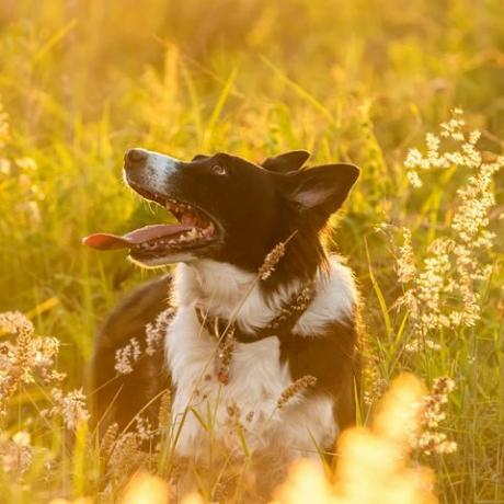 border collie-hond in het veld