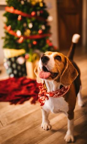 gelukkige puppy die kerst thuis viert