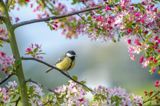 een bluetit tuinvogel parus major rustend op de tak van een krabappelboom met lentebloesem