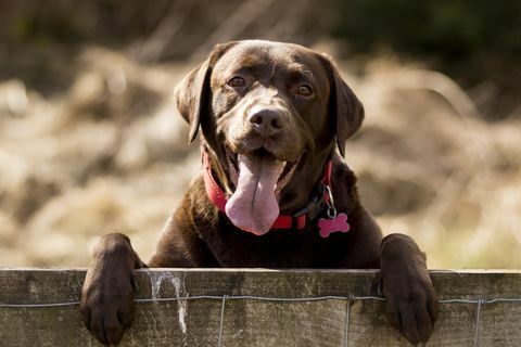 Chocolade Labrador