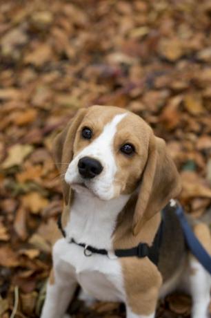 schattige beagle puppy op herfstbladeren die naar jou kijkt