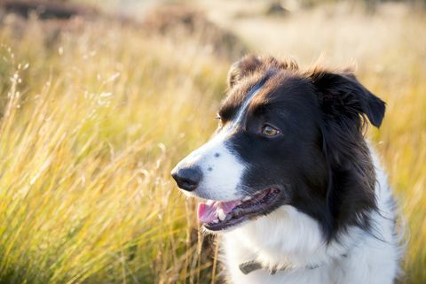 border collie buitenshuis in gouden zomer zonlicht