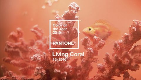 Pantone-kleur van het jaar 2019 - Living Coral