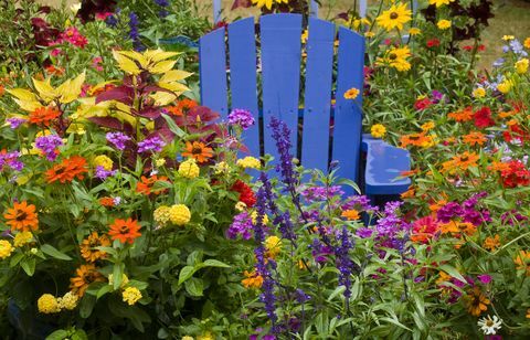 Hoe u uw tuin kunt voorbereiden op de lentestoel in het midden van de kleur van eenjarige bloemplanten