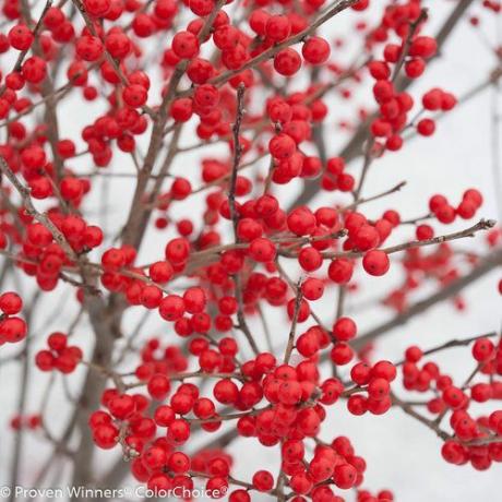 Ilex verticillata 'Berry Poppins' (vrouwtje)