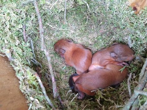 zeldzame rode eekhoornkittens vastgelegd op camera op Brownsea Island