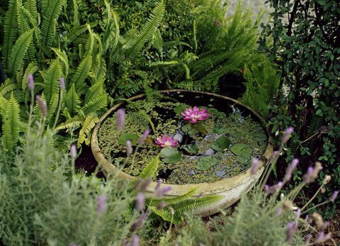Kleine containervijver in een tuin met roze lelies: planten op waterbasis in een aardewerken schaal omringd door lavendel en groenblijvende
