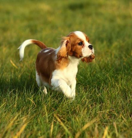 cavalier king charles-spaniël