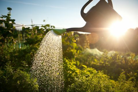 Groenten water geven op volkstuin