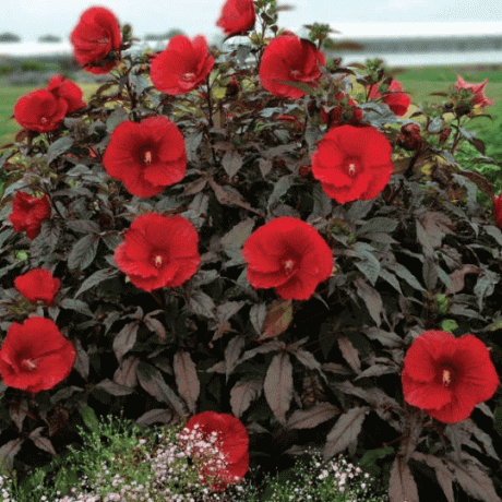 'Midnight Marvel' winterharde hibiscus