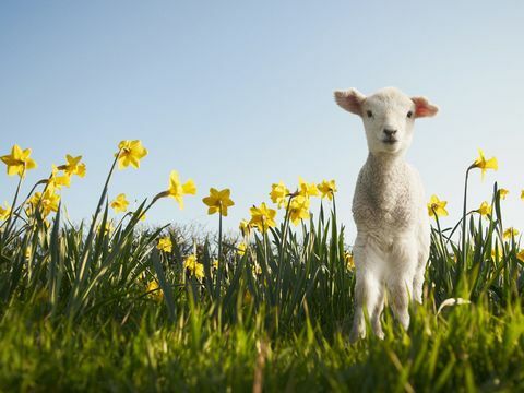 Lam in een veld van narcissen in het voorjaar