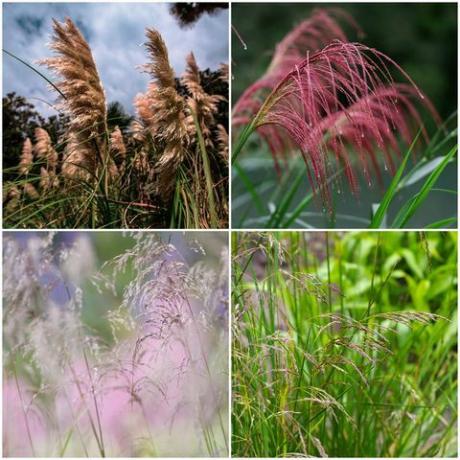 gras, natuur, phragmites, fabriek, Terrestrische planten, gras familie, organisme, bloem, bloeiende plant, prairie,