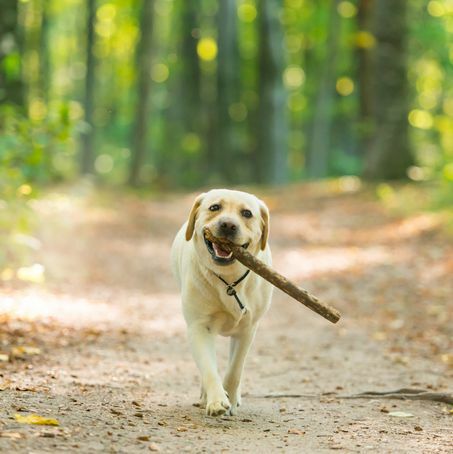 Close-upbeeld van een yeallow labrador retriever-hond die een stok in het bos draagt
